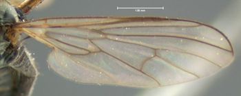 Media type: image;   Entomology 1149 Aspect: wing